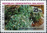 Centella asiatica