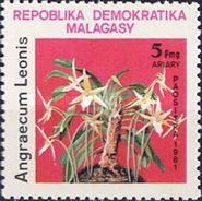 Angraecum leonis