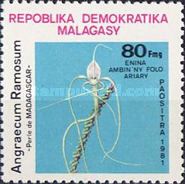 Angraecum ramosum