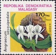 Angraecum sesquipedale