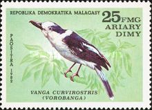 Hook-billed Vanga (Vanga curvirostris)