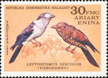 Cuckoo-roller (Leptosomus discolor)