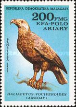 Madagascar Fish-Eagle (Haliaeetus vociferoides)