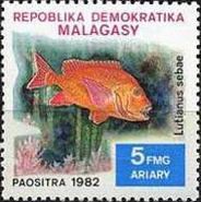 Emperor Red Snapper (Lutjanus sebae)