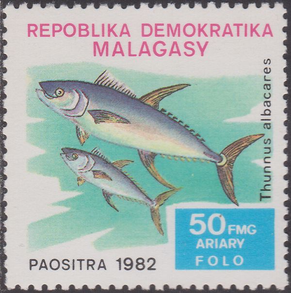 Yellowfin Tuna  (Thunnus albacares)