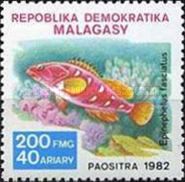 Blacktip Grouper (Epinephelus fasciatus)