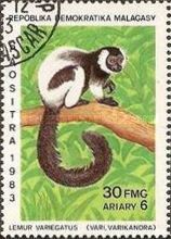 Black-and-white Ruffed Lemur (Varecia variegata)