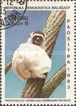Verreaux’s Sifaka (Propithecus verreauxi)