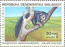 Aye-aye (Daubentonia madagascariensis)