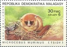 Gray Mouse Lemur (Microcebus murinus)