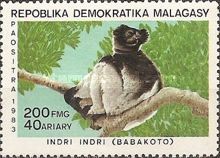 Indri (Indri indri)