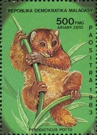 West African Potto (Perodicticus potto)
