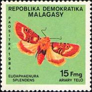 Moth (Eudaphaenura splendens)