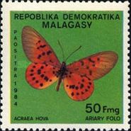 Garden Acraea (Acraea hova)