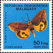 Moth (Othreis boseae)
