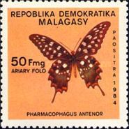 Madagascar Giant Swallowtail (Pharmacophagus antenor)