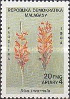 Disa incarnata