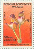 Grammangis spectabilis