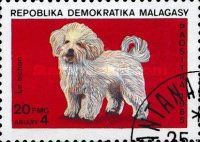 Bichon frise (Canis lupus familiaris)