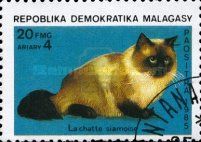 Siamese Cat (Felis silvestris catus)