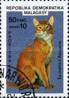 Red Abyssinian (Felis silvestris catus)