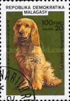 Cocker-Spaniel (Canis lupus familiaris)