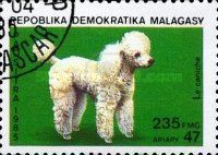 Poodle (Canis lupus familiaris)