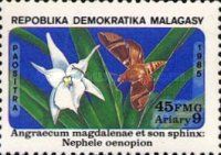 Orchid (Angraecum magdalenae), Moth (Nephele oenopion)
