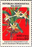 Angraecum sesquipedale and Xanthopan morganipredicta
