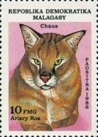 Jungle Cat (Felis chaus)