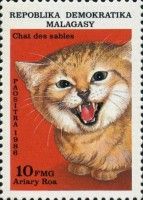 Sand Dune Cat (Felis margarita)