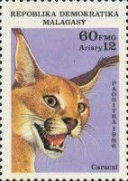 Caracal (Caracal caracal)