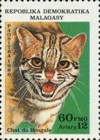 Leopard Cat (Prionailurus bengalensis)