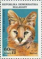 Serval (Leptailurus serval)