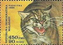 African Golden Cat (Profelis aurata)