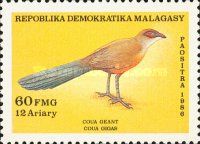 Giant Coua (Coua gigas)