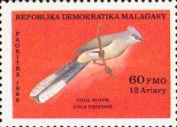 Crested Coua (Coua cristata)