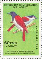 Rufous Vanga (Schetba rufa)
