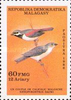 Red-shouldered Vanga (Calicalicus rufocarpalis)