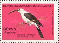 Sickle-billed Vanga (Falculea palliata)