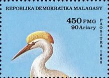 Cattle Egret (Bubulcus ibis)