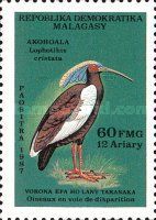 Madagascar Ibis (Lophotibis cristata)