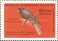 Lesser Vasa Parrot (Coracopsis nigra)