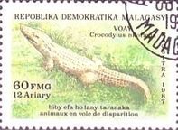 Nile Crocodile (Crocodylus niloticus)