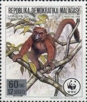 Greater Bamboo Lemur (Prolemur simus)