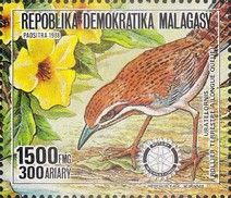 Long-tailed Ground-roller (Uratelornis chimaera)