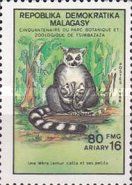 Ring-tailed Lemur (Lemur catta)