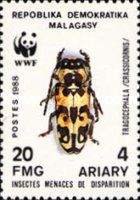 Longhorn Beetle (Tragocephala crassicornis)