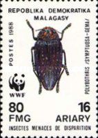 Jewel Beetle (Polybothris symptuosa)