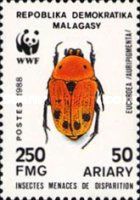 Scarab Beetle (Euchroea auripigmenta)